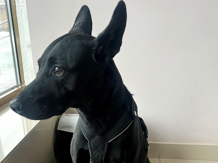 Под контролем Россельхознадзора с территории Калужской области вывезено 35 собак и кошек