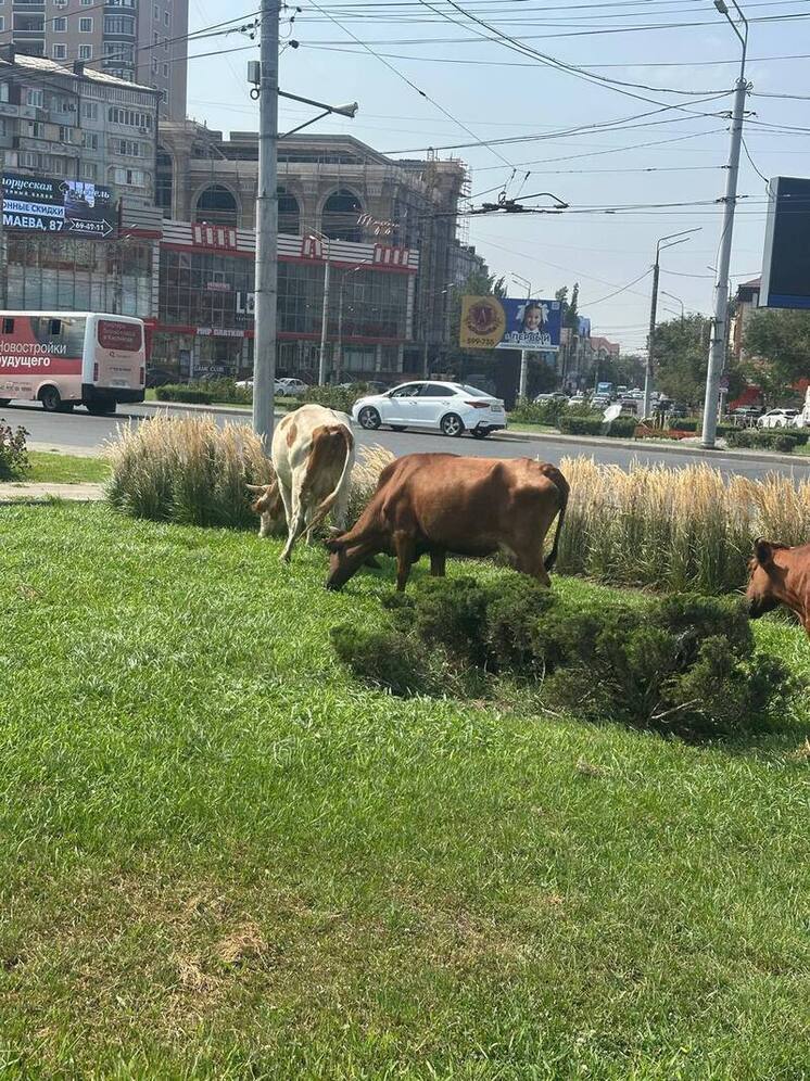 Коров на штрафстоянку: в Махачкале пресекли незаконный выпас скота