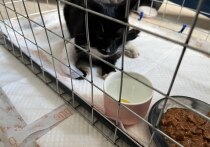 Появились подробности спасения кота с набережной Фонтанки, которого удалось вытащить спустя неделю. С раннего утра в воскресенье к месту спасения котика приходили люди со всего Петербурга. Об этом рассказали в телеграм-канале службы спасения животных «Кошкиспас». 