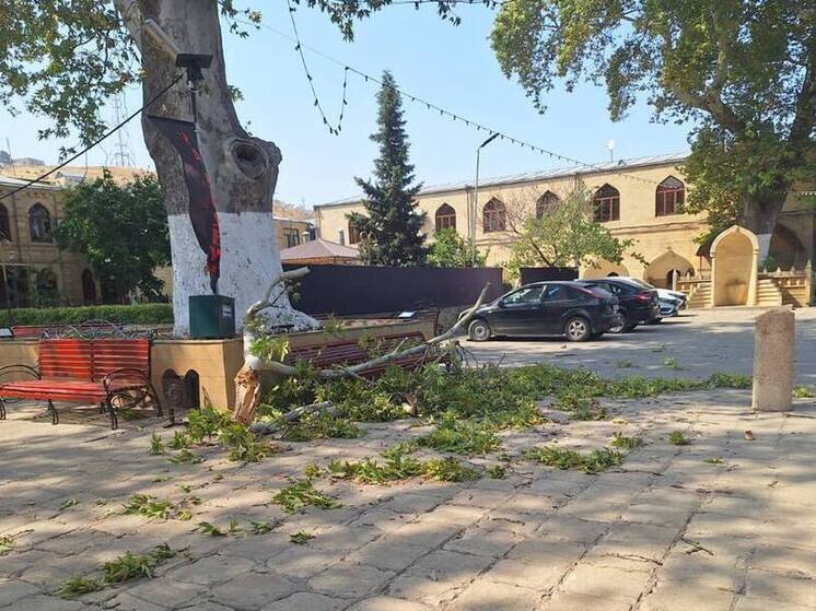 Прокуратура начала проверку после падения ветки дерева на туристов в Дербенте