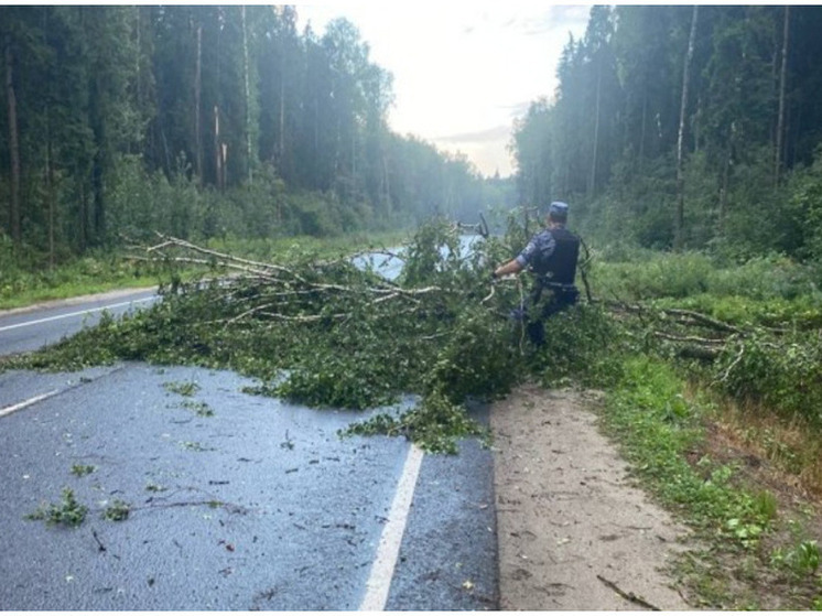 В Ярославской области росгвардейцам пришлось убирать с трассы поваленное дерево