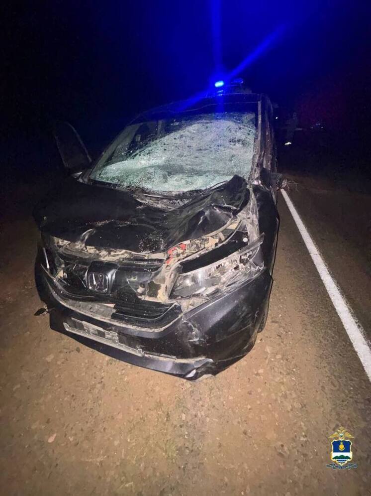 В Бурятии автомобиль сбил лошадь: пострадали женщина и ребенок