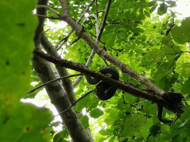 Грибника едва не погубил укус щитомордника во Владивостоке: борьба за жизнь шла 3 дня