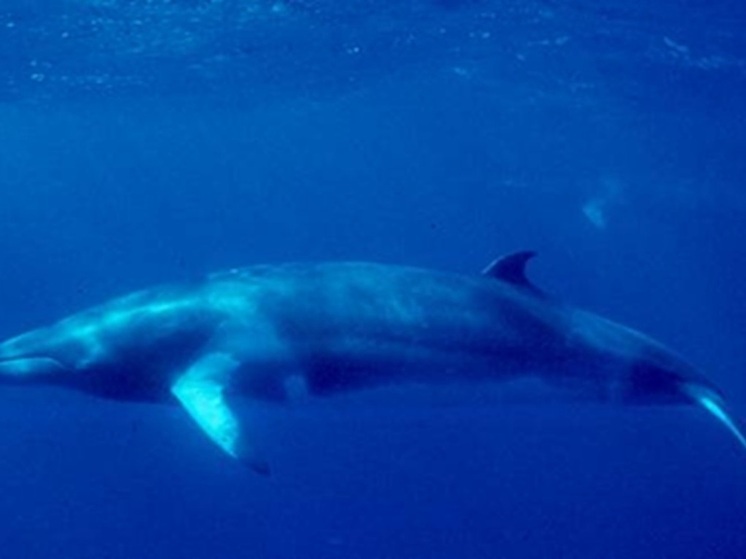 Шестиметровый кит погиб при столкновении с американской лодкой