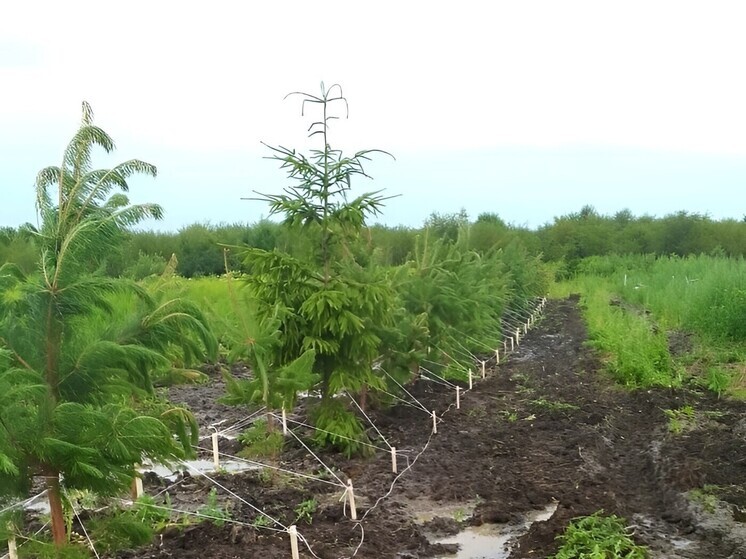На мусорном полигоне около Барсуковки высадили деревья в качестве «живого щита»