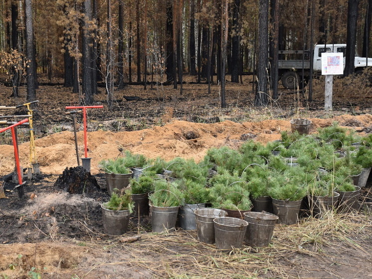 В этом году в Марий Эл восстановили 1379 га леса