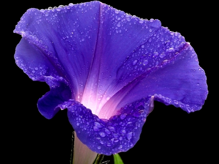 Эколог Семенов объяснил, за какие растения на даче грозит ответственность