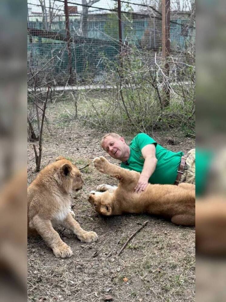 В сафари-парке «Тайган» рассказали о судьбе льва, напавшего на Зубкова