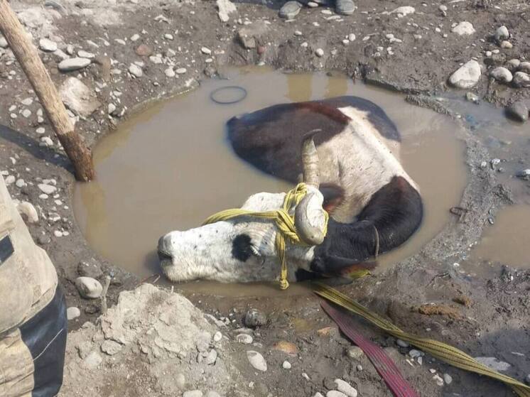 Пожарные Беслана спасли корову