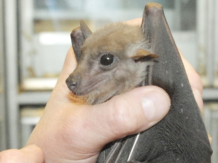 Женщина лишилась двух млн рублей из-за залетевшей в рот летучей мыши