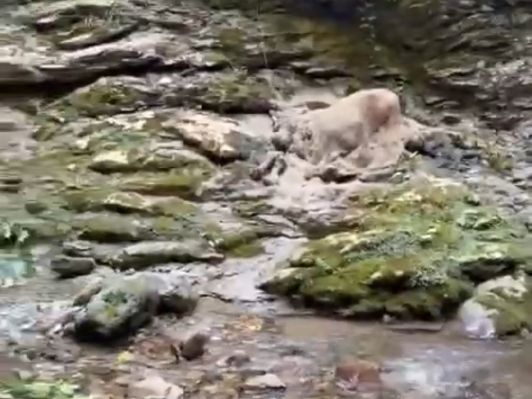 В Сочи на берегу реки в районе Нижнего Ажекского водопада уже несколько дней гниет труп белого быка