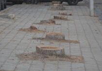 На днях в Уфе в сквере 50-летия Победы за Дворцом молодежи вырубили тополя