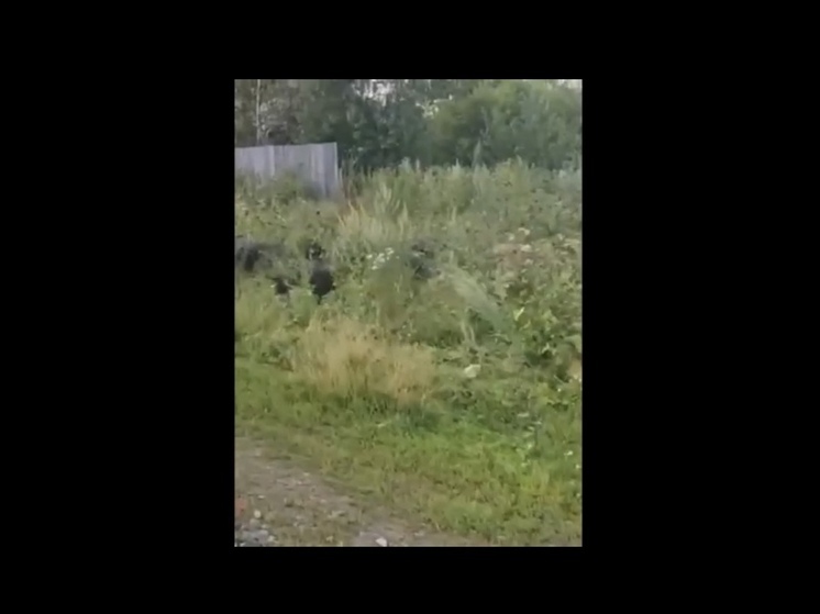 Свиньи терроризируют кузбасский поселок