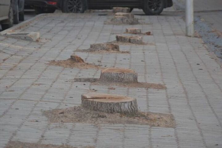 Взамен городские власти пообещали высадить крупномеров в два раза больше