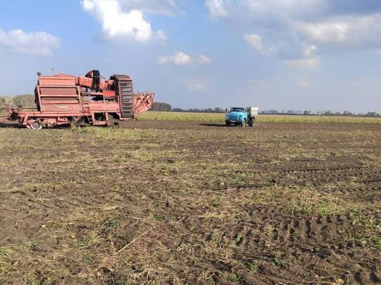  В Омской области стартовала уборка раннего картофеля и овощей