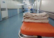 В летнее время увеличивается количество грызунов в частных домах и на дачах