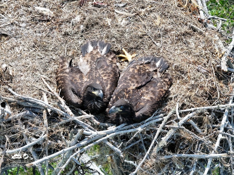 В Забайкальском нацпарке нашли новые гнезда краснокнижных орланов