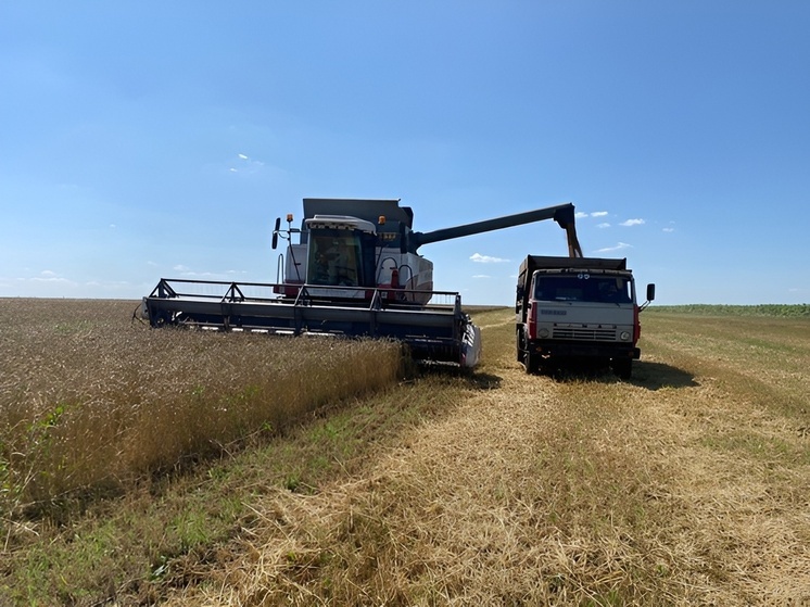 В колонии-поселении № 8 в Алатыре началась уборка урожая