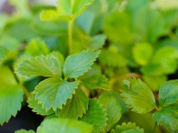 В августе подкармливаю клубнику 3 раза, чтобы «насытить» её на будущий год: что делать с ягодами в последний месяц лета