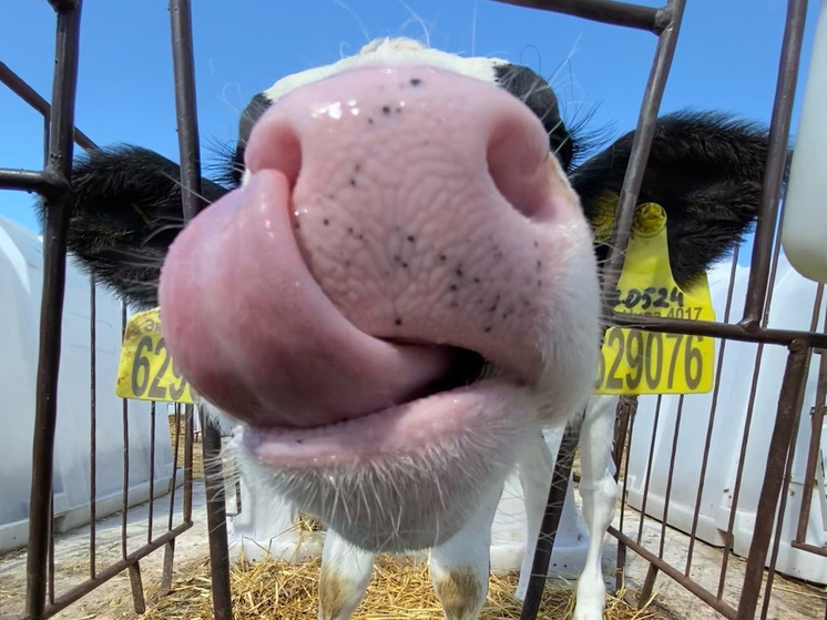 В Малоярославецком районе зафиксировано пять очагов с лейкозом коров