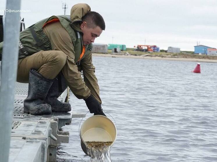 В Тазовском в реку выпустят 7 млн мальков муксуна и нельмы