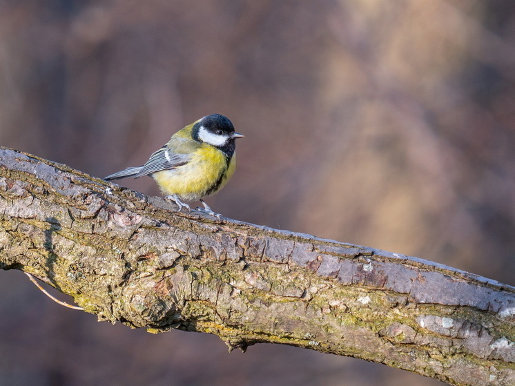 Певчие птицы из Чернобыля изменились: что с ними не так