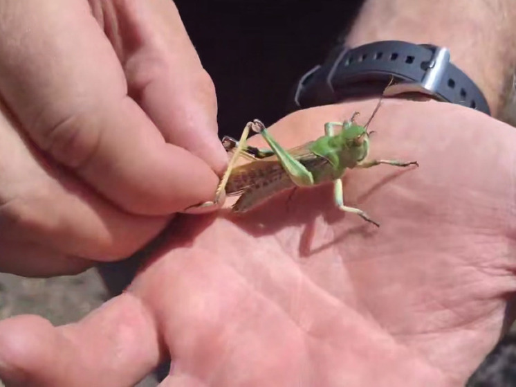 Нашествие саранчи наблюдается в Запорожской области. Под угрозой урожай местных фермеров