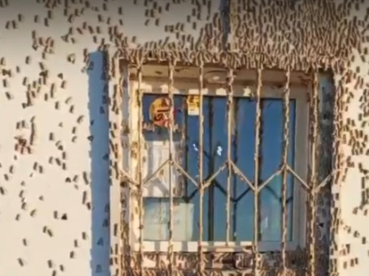 Огромные тучи мотыльков накрыли поселения в Забайкальском крае