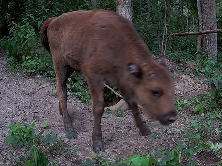 Редкий смуглый зубрёнок попал в фотоловушку в «Калужских засеках»