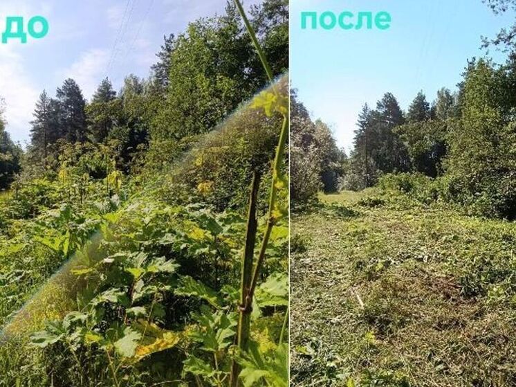 В Тихвинском лесничестве провели работы по ликвидации борщевика Сосновского