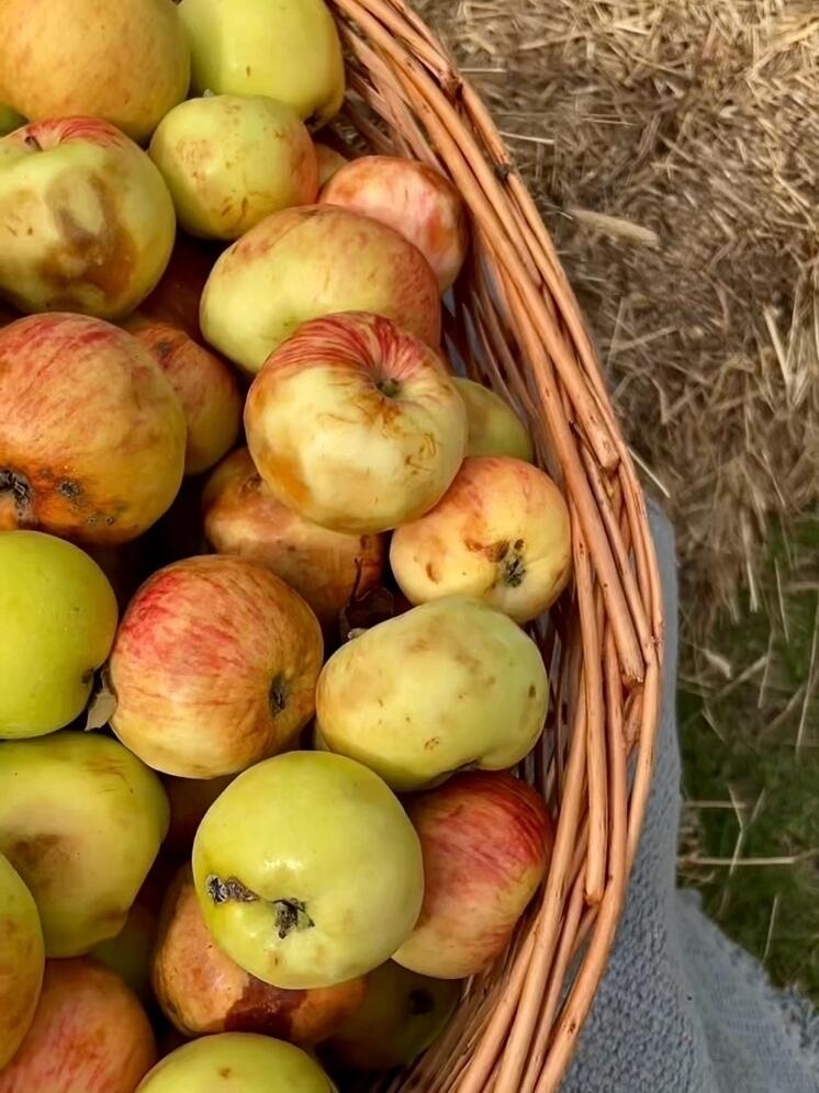 Три в одном: Медовый, Яблочный и Ореховый Спасы отметят в псковском музее