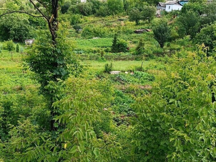 Болезни и вредители не несут угрозы подсолнечнику и кукурузе в ДНР