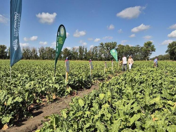 В Ставропольском крае прошла встреча по популяризации отечественной селекции сахарной свеклы