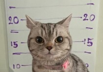 Кошка Нуб Танг, о которой писали СМИ, когда полицейские Бангкока в шутку ее арестовали, окотилась, утверждают СМИ