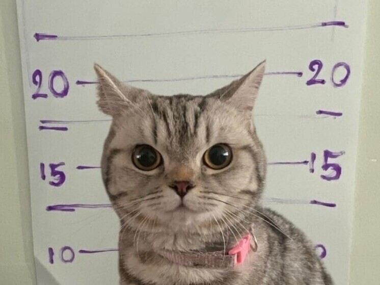 Кошка Нуб Танг, прославившаяся после "ареста" полицейскими в Таиланде, окотилась