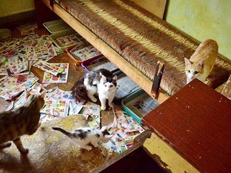 Соседи через суд хотят выселить стаю кошек из квартиры в Новосибирске