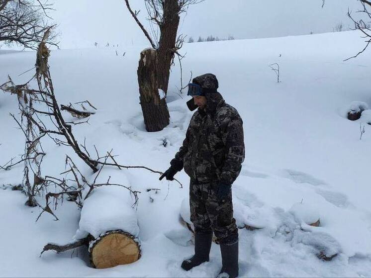 Житель Омской области получил условный срок за вырубку 13 ив