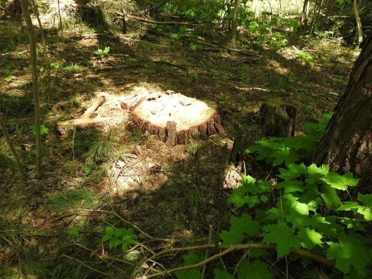 В ЕАО завершено расследование дела о незаконной рубке дуба