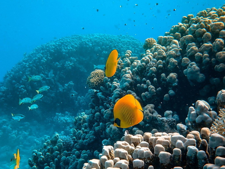 Большой Барьерный риф теряет жизнь вместе с цветом: чем это грозит