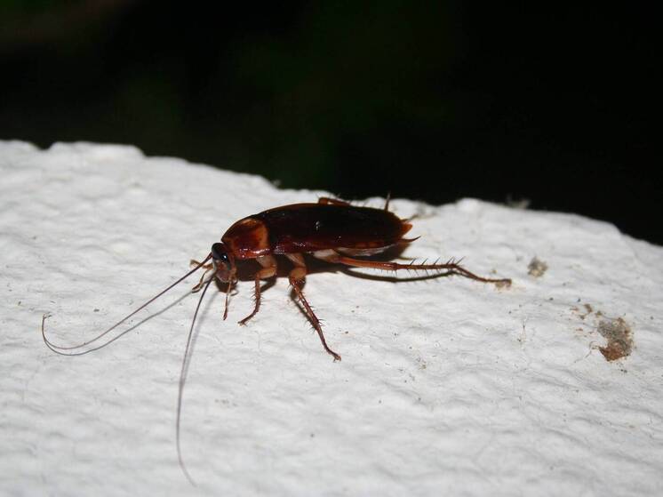 SHOT: в Электростали продали подгузник с личинками