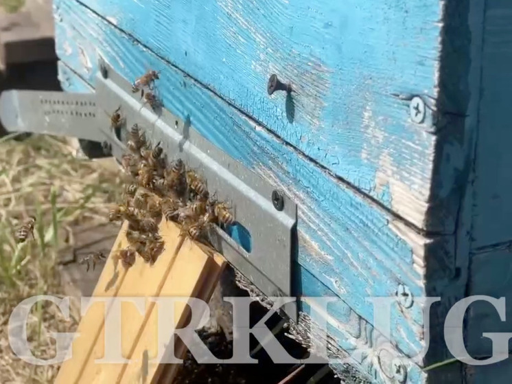 Каждая пчела Новопсковского района ЛНР обзавелась виртуальным «паспортом»