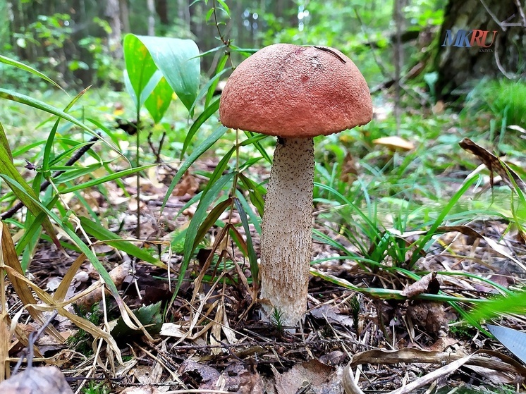 В «Калужских засеках» запретили собирать грибы