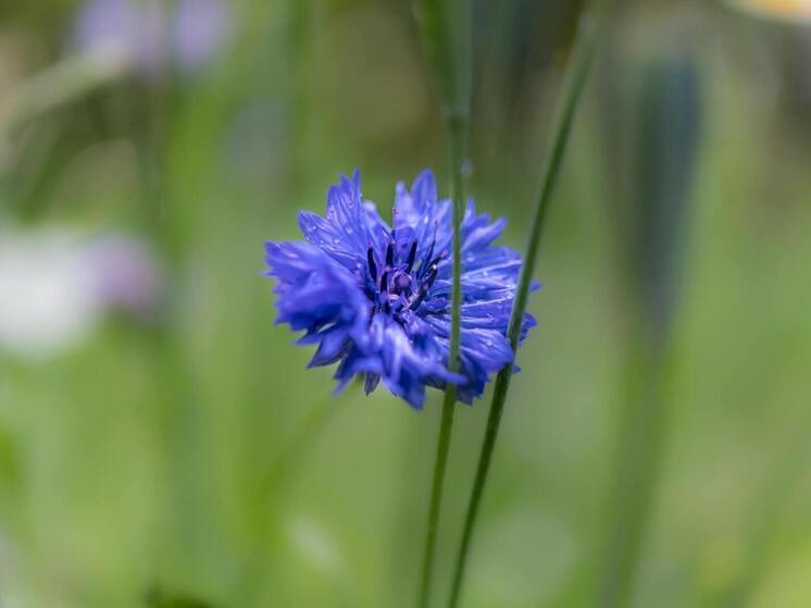 Синоптики 7 августа обещают в Смоленске облачную погоду