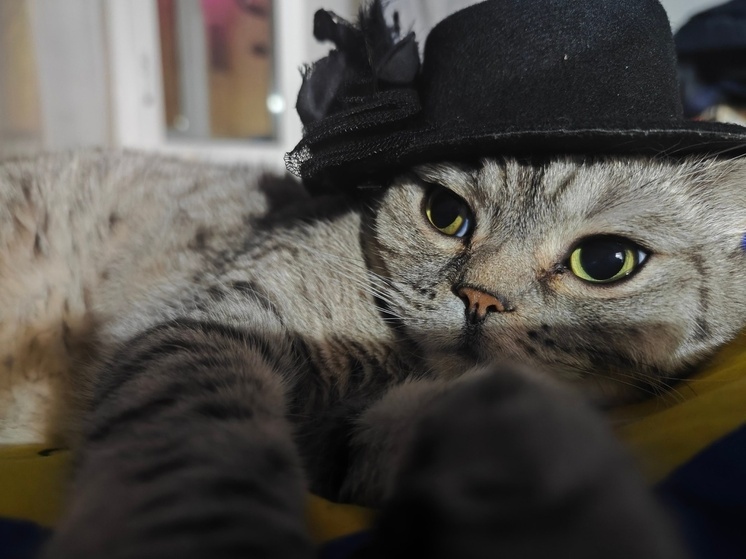 Фотоклуб в Вологде проведет бесплатную фотоссесию для кошек (12+)