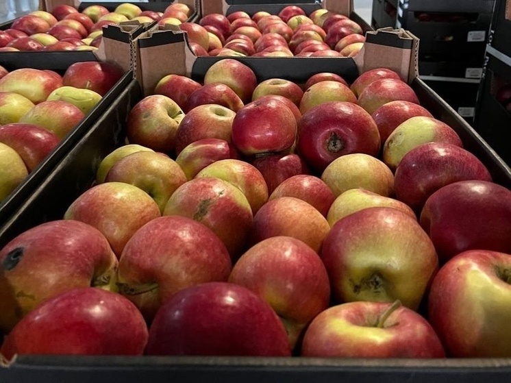 183,6 тонн зараженных яблок из Молдовы обнаружили в Псковской области