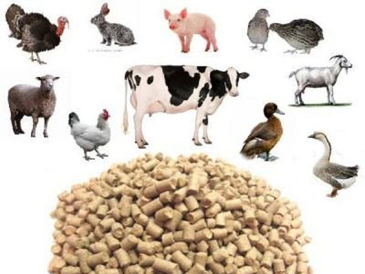 Липецкая область наращивает экспорт продукции животноводства