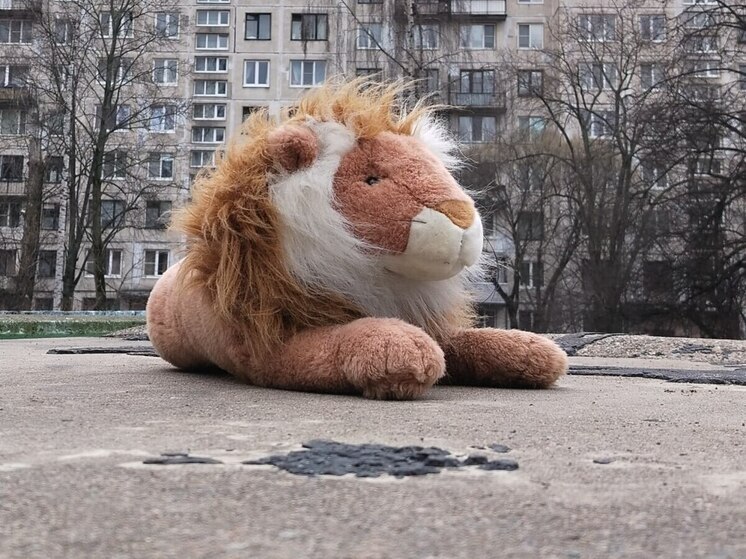 В Калининграде отметят Всемирный день льва