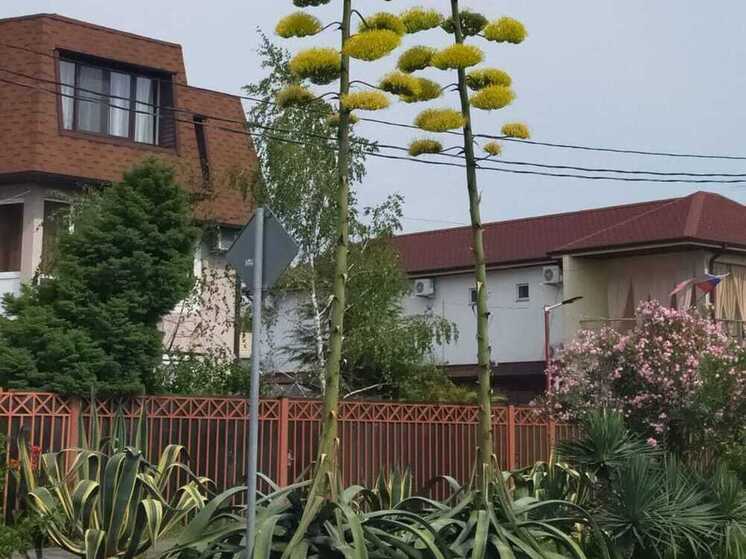 Сразу шесть десятиметровых агав зацвели в Сочи