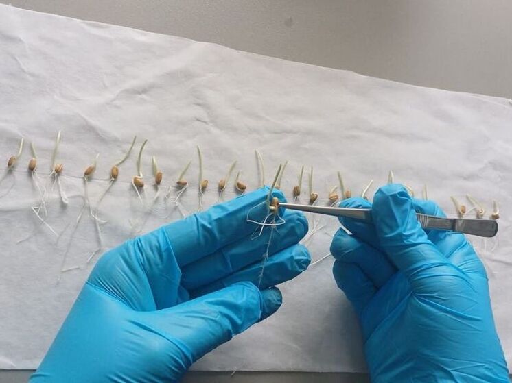 Ставропольский край в подготовке к посевной кампании сделал акцент на качестве семян