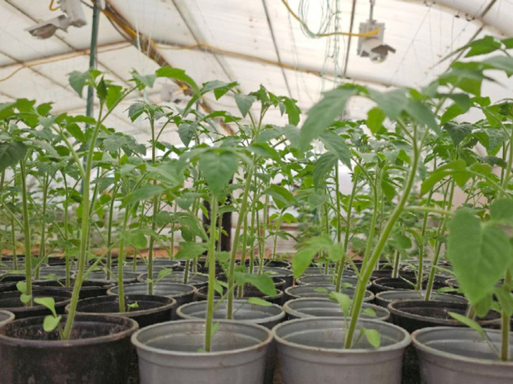 Резидент промпарка "Анадырь" высадил рассаду в новой теплице